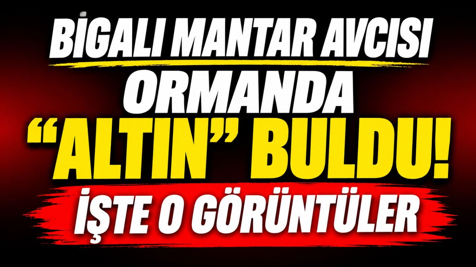 Bigalı mantar avcısı ormanda "altın" buldu! İşte o görüntüler