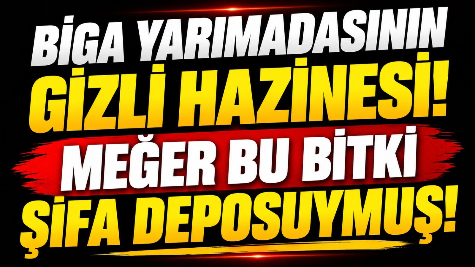 Biga Yarımadasının gizli hazinesi! Meğer bu bitki şifa deposuymuş