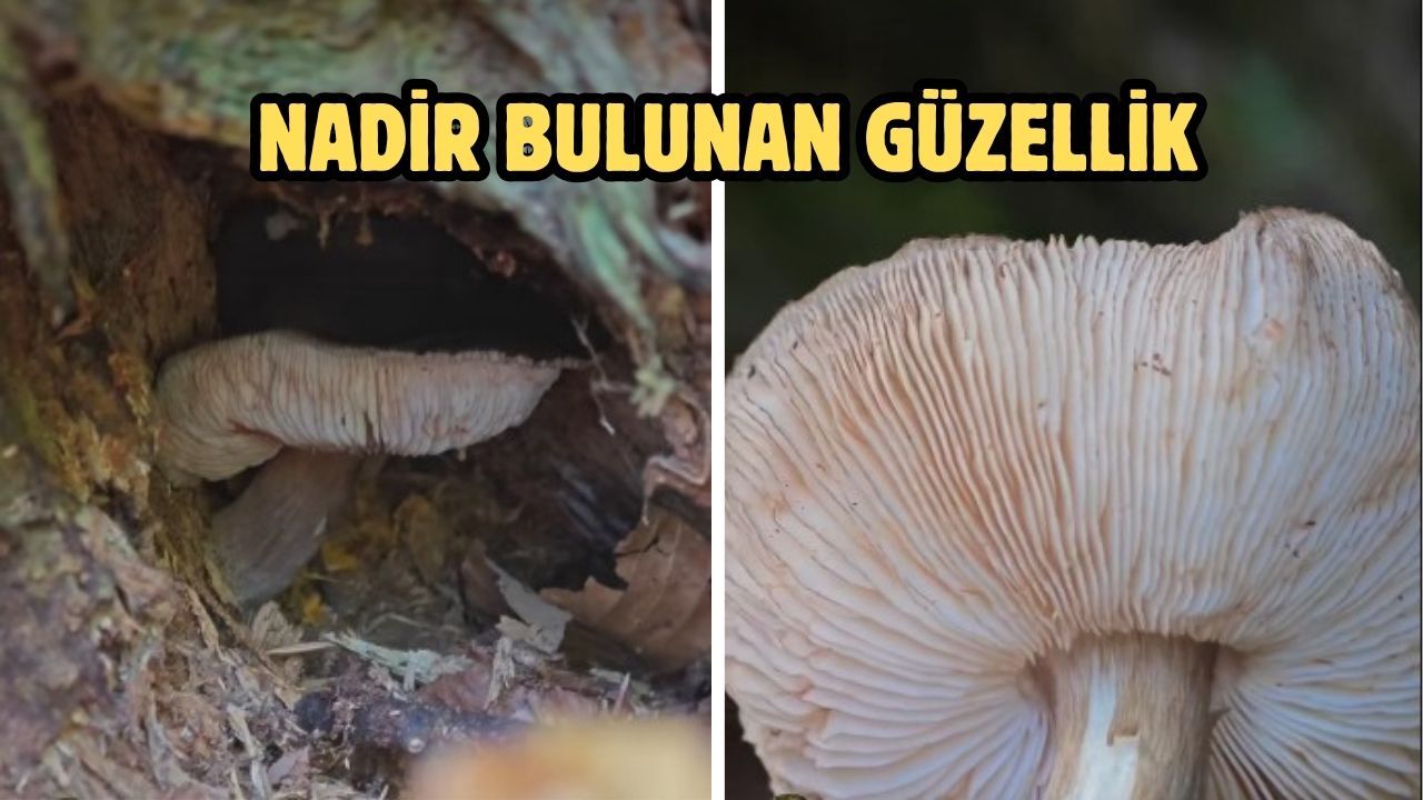 Nadir bulunan güzellik