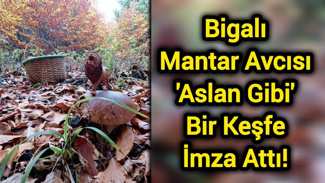 Bigalı Mantar Avcısı 'Aslan Gibi' Bir Keşfe İmza Attı!
