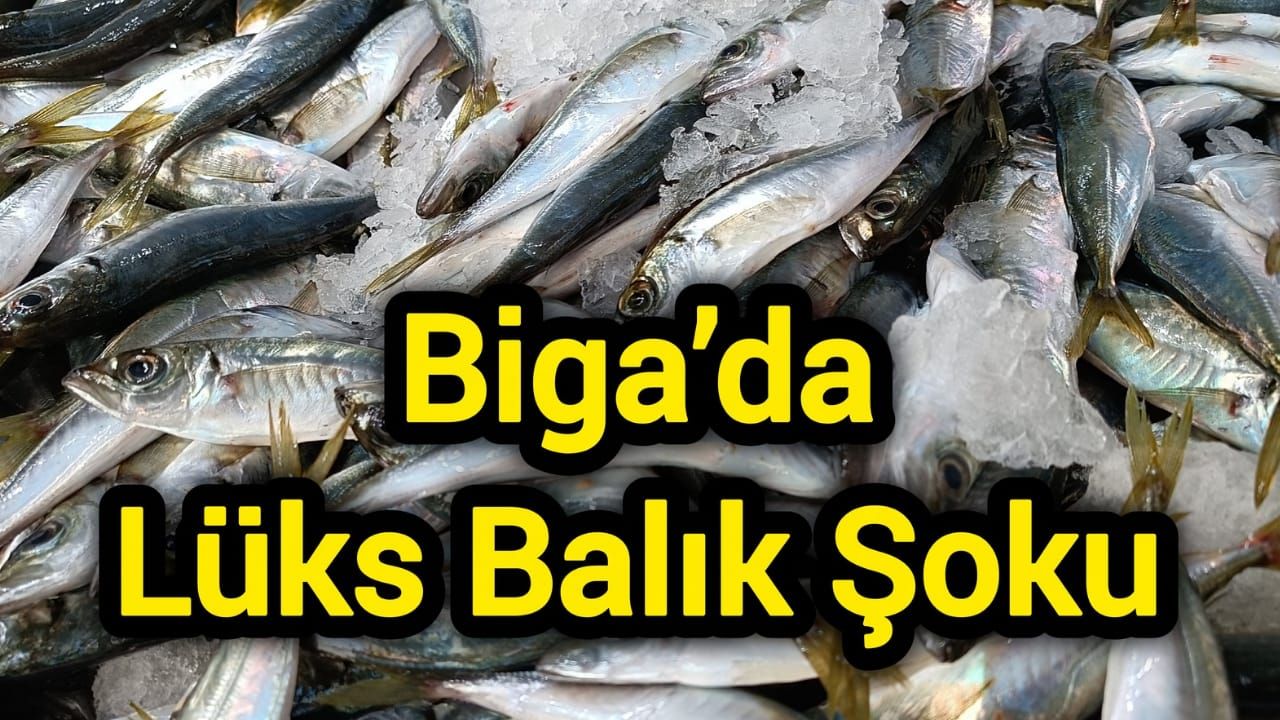 Biga’da Lüks Balık Şoku