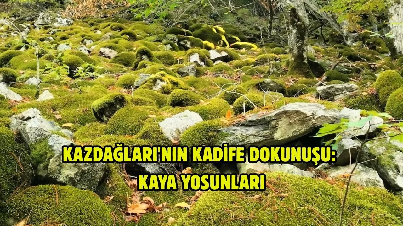 Kazdağları'nın kadife dokunuşu: Kaya yosunları