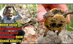 Çanakkale’de Kaplumbağaların korunması için ses getiren paylaşım