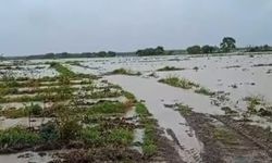 Biga'da ekili tarlalar sular altında kaldı