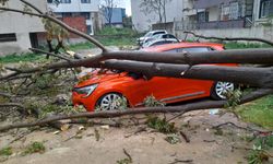 Devrilen ağaç park halindeki otomobile zarar verdi