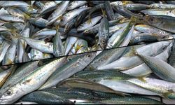 Biga’da av sezonu bitse de balık tezgahları dolu; İşte balık fiyatları