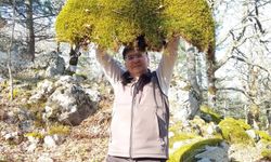Çanakkale'nin Doğal Zenginliği: Kaya Yosunlarının Renkli Evreni