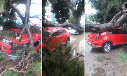 Çanakkale’de rüzgâr ağaç dallarını kırdı!