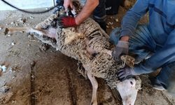 Biga’da yaz hazırlığı: Koyunlar kırkılıyor