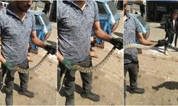 Çanakkale'de su borularından engerek yılanı çıktı