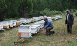 Çanakkale'de arılar, belirlenemeyen nedenle telef oldu!