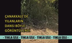 Çanakkale’de yılanların dansı böyle görüntülendi