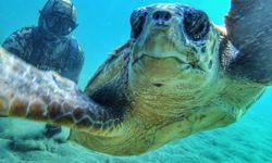 Çanakkale Boğazı'nda caretta caretta ile selfie