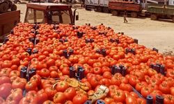 Çanakkale’nin meşhur domatesi pazara hazırlanıyor