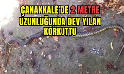 Çanakkale’de 2 metre uzunluğunda dev yılan korkuttu