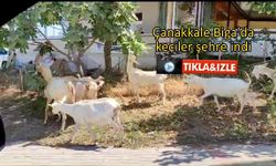 Çanakkale Biga’da keçiler şehre indi