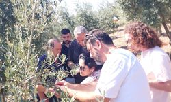 Çanakkale Biga’da zeytin bahçeleri incelendi