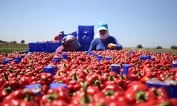 Çanakkale'de Kapya Biber Şöleni: Tarla Günü Etkinliği Düzenlendi