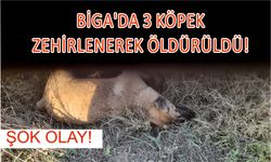 Çanakkale Biga’da 3 köpek zehirlenerek öldürüldü!