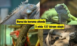 Bursa'da koruma altında 5 yılda onlarca bireye ulaştı