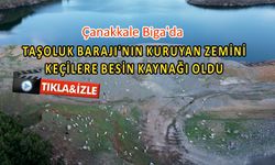 Çanakkale Biga’da Taşoluk Barajı’nın kuruyan zemini keçilere besin kaynağı oldu