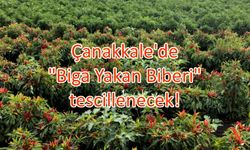 Çanakkale’de "Biga Yakan Biberi" tescillenecek!