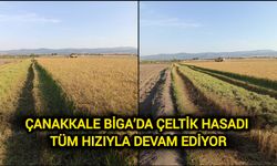 Çanakkale Biga’da Çeltik Hasadı Tüm Hızıyla Devam Ediyor