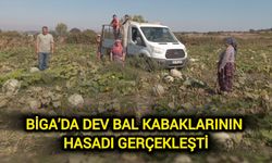 Çanakkale Biga’da Dev Bal Kabaklarının Hasadı Coşkuyla Gerçekleşti