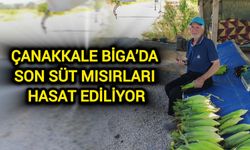 Çanakkale Biga’da Son Süt Mısırları Hasat Ediliyor