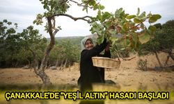 Çanakkale'de "Yeşil Altın" hasadı başladı