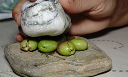 Yeni mahsul "kırma yeşil zeytin" damakları tatlandırmaya başladı