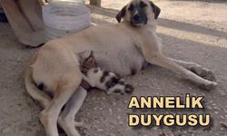 Çanakkale’de Anne köpek, yavru kediyi evlatlık aldı