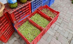 Erdek'te zeytin kırma mesaisi sürüyor