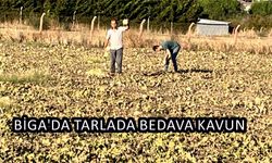 Çanakkale Biga’da tarlada bedava kavun