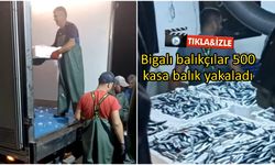 Çanakkale Bigalı balıkçılar 500 kasa balık yakaladı