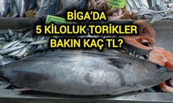 Çanakkale Biga’da dev torikler tezgahları süslüyor! Bakın kaç tl?