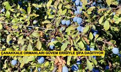 Çanakkale Ormanları Güvem Eriğiyle Şifa Dağıtıyor