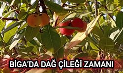 Çanakkale Biga’da dağ çileği zamanı