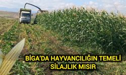 Çanakkale Biga’da Hayvancılığın Temeli: Silajlık Mısır