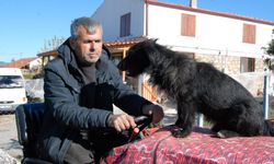 Çanakkaleli çiftçinin köpeği "Kara" traktörün kaportasından inmiyor