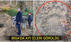 Çanakkale Biga’da ayı izleri görüldü