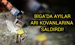 Çanakkale Biga’da ayılar, arı kovanlarına saldırdı!