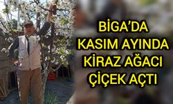 Çanakkale Biga’da Kasım ayında kiraz ağacı çiçek açtı