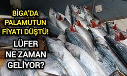 Çanakkale Biga’da palamutun fiyatı düştü! Lüfer ne zaman geliyor?