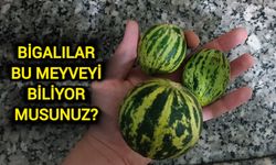 Çanakkale Bigalılar bu meyveyi biliyor musunuz?