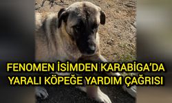 Fenomen İsimden, Karabiga’da Yaralı Köpeğe Yardım Çağrısı