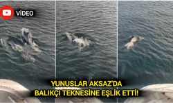 Yunuslar Çanakkale’de balıkçı teknesine eşlik etti!