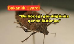 Tarım ve Orman Bakanlığı Uyardı: Bu Böceğe Dikkat