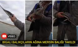 Çanakkale Biga’da balıkçıların ağına mersin balığı takıldı