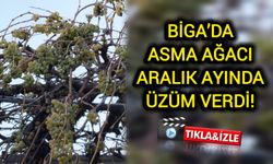 Çanakkale Biga’da asma ağacı aralık ayında üzüm verdi!